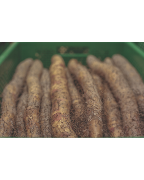 Riedhof Bio Lichtwurzelpulver