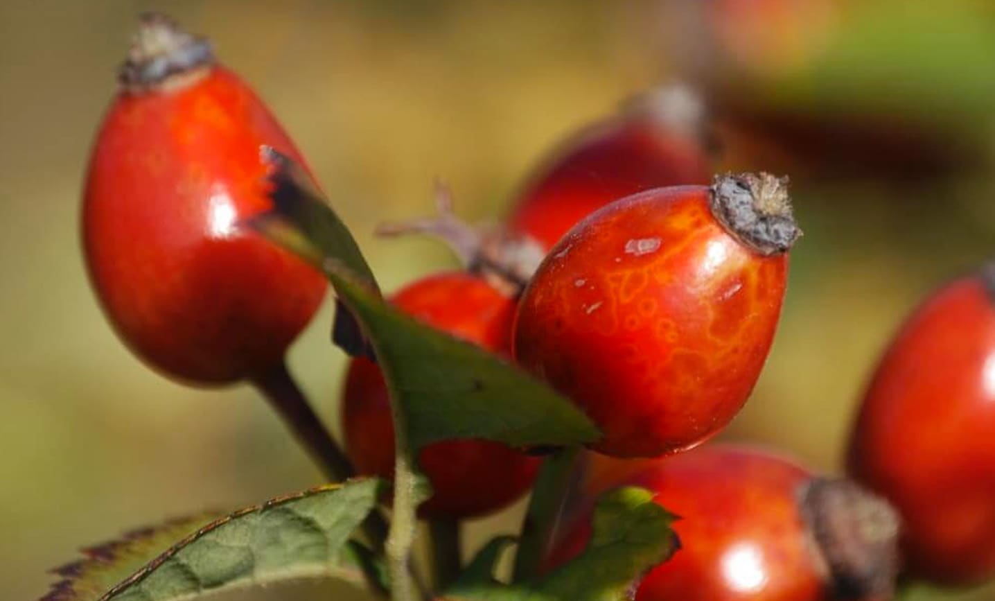 Wilde Hagebutten (rosa canina) am Strauch aus Argentinien